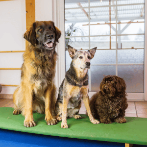 three dogs in a Dallas boarding facility 