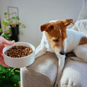 dog not eating in Dallas, Texas