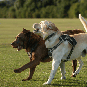 two dogs playing in a Dallas, TX boarding facility