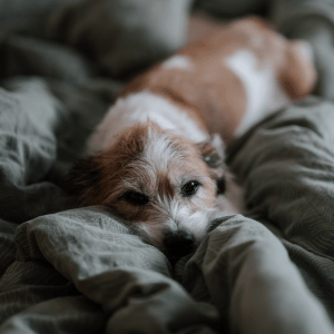 dog in Dallas home