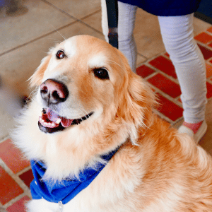 Dallas dog sitter with golden retriever dog