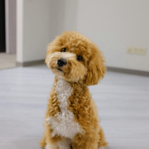 dog in a Dallas home with PCPSI pet sitter