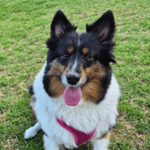 dog in Dallas with Dallas' most trusted pet care providers