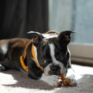 dog in a Dallas home with PCPSI pet sitter