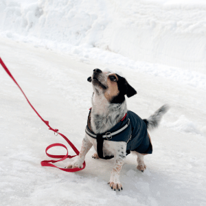 dog on walk in Dallas, TX snow storm