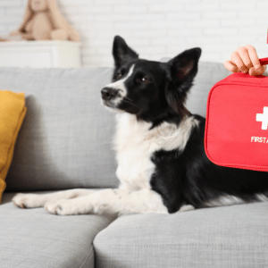 pet first aid training dallas, tx