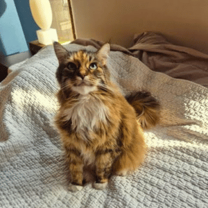 cat in Dallas home Dallas' best pet care providers