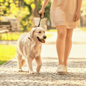 dog walking with PCPSI Park Cities Pet Sitter dog walker