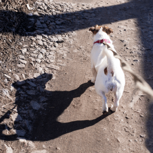 dog on leash on dog walk with PCPSI in Dallas, TX