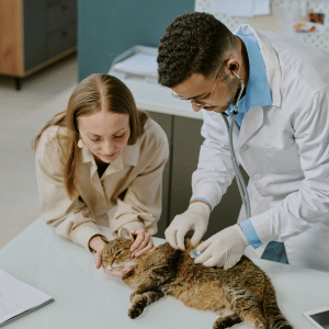 cat at veterinary clinic in Dallas, TX