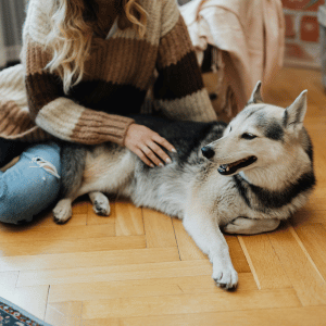dog with dog walker pet sitter PCPSI Dallas, TX