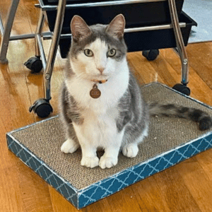 cat in Dallas with Dallas' most trusted pet care providers
