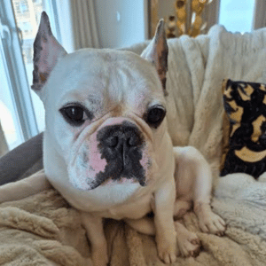 dog in Dallas home Dallas' best pet care providers