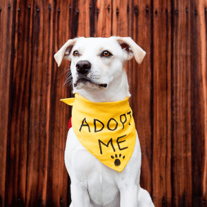 adopted dog in Dallas, Texas
