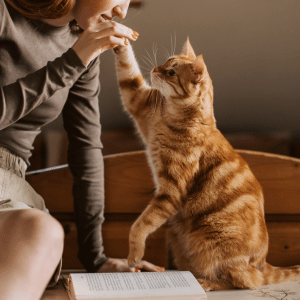 Park Cities Pet Care cat sitter in Dallas, Texas