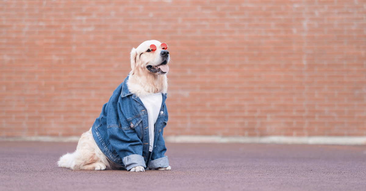 Featured image for “Pet Parent Habits that are Very Chic”