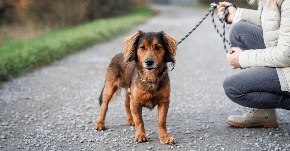Featured image for “5 Ways We Personalize Dog Walks to Fit Your Dog”