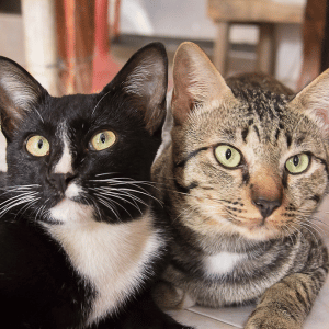cats snuggling in Dallas, TX