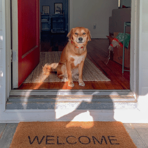 Does Your Dog Need a Little Help During Back-to-School?