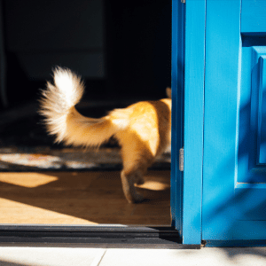 dog in Dallas home ready for a dog walk with Park Cities Pet Care