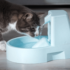 cat drinking water in Dallas, TX