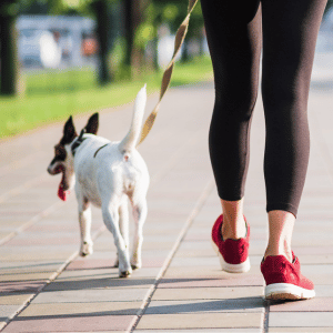 dog on a walk with Pack Cities Pet Care dog walker