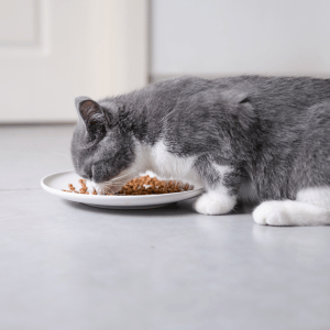 cat eating in Dallas, TX