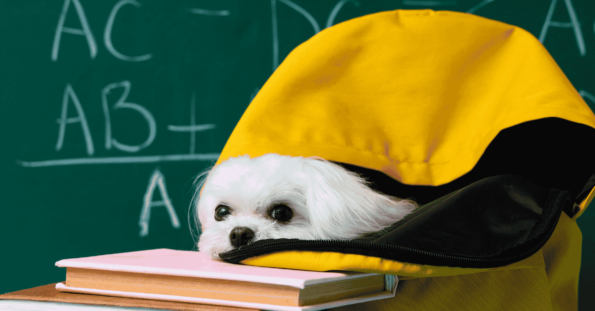 Featured image for “Does Your Dallas Dog Need a Little Help During Back-to-School?”