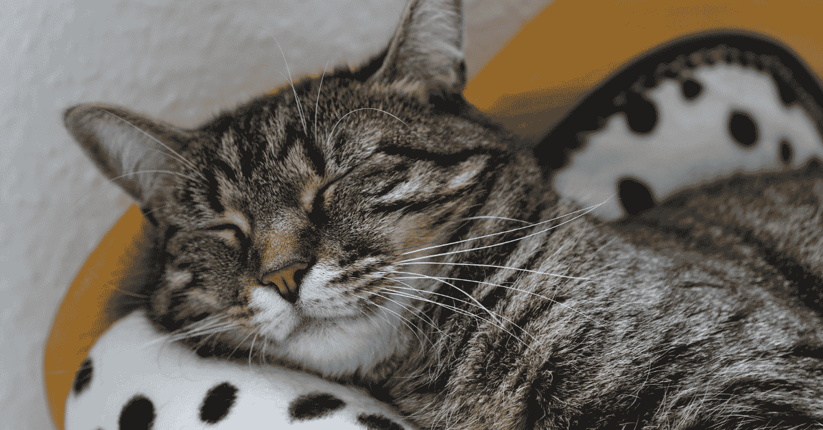 Featured image for “Dallas Cats & Back-to-School Check-Ins”