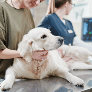 dog at vet in Dallas, Texas