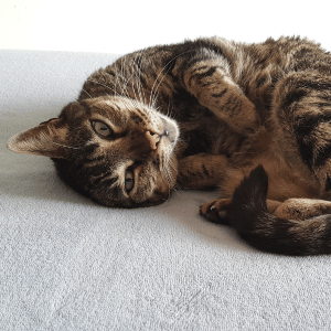 cozy cat in Dallas home in the care of professional cat sitter Park Cities Pet Care
