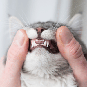 cat teeth Dallas, Texas