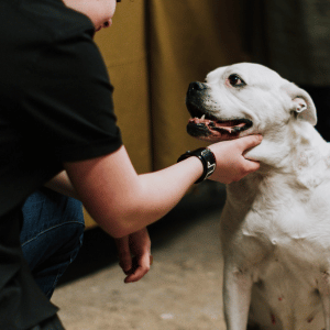 pet sitter getting to know a dog in Dallas Park Cities Pet Care