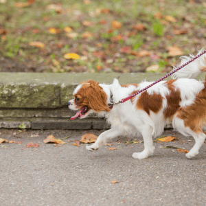 dog on a walk with Park Cities Pet Care in Dallas, Texas