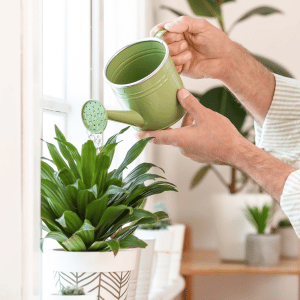 dallas pet sitter watering plants in a client's home