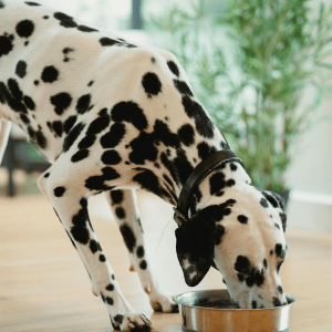 dog eating in Dallas, Texas home