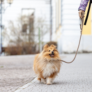 happy dog on walk in Dallas, Texas with Park Cities Pet Care